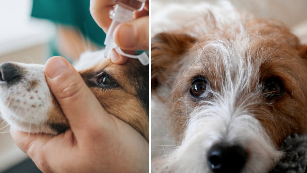 En hund hann mista synen innan den fick rätt diagnos och behandling.